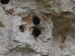 Anthophora abrupta