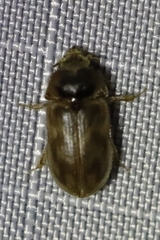 Tropicus pusillus