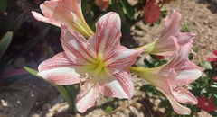 Hippeastrum reticulatum
