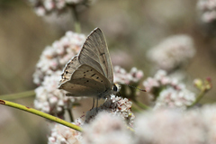 Tharsalea xanthoides