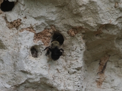 Anthophora abrupta