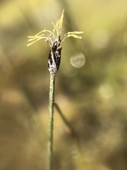 Eleocharis uniglumis