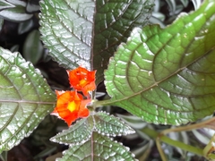 Chrysothemis pulchella