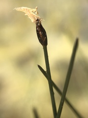 Eleocharis uniglumis