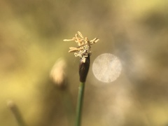 Eleocharis uniglumis