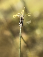 Eleocharis uniglumis