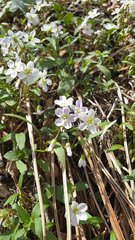 Claytonia caroliniana