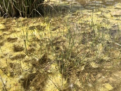 Eleocharis uniglumis