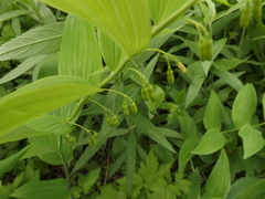 Polygonatum biflorum commutatum
