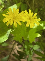 Hieracium venosum