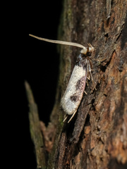 Thisizima subceratella