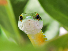 Leptophis diplotropis