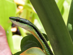 Leptophis diplotropis