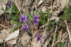 Viola irinae