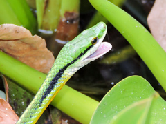 Leptophis diplotropis