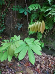 Millettia pachycarpa