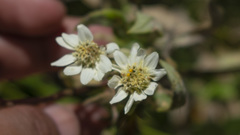 Verbesina boliviana
