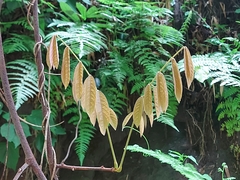 Millettia pachycarpa