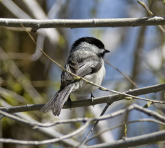 Poecile atricapillus