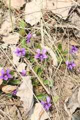 Viola irinae