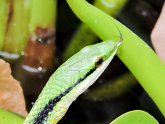 Leptophis diplotropis