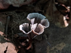 Thelephora regularis