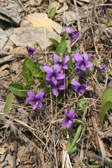 Viola irinae