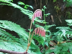 Millettia pachycarpa