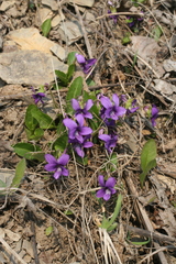 Viola irinae