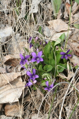 Viola irinae