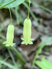 Polygonatum biflorum