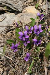 Viola irinae