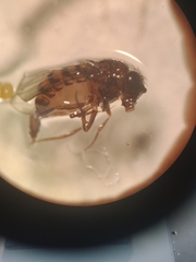 Drosophilidae