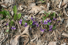 Viola irinae