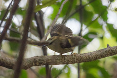 Acanthisitta chloris
