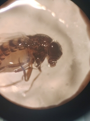 Drosophilidae