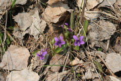 Viola irinae