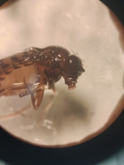 Drosophilidae