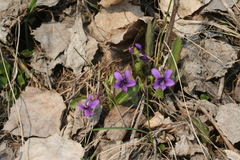 Viola irinae