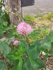 Trifolium pratense