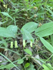 Polygonatum biflorum