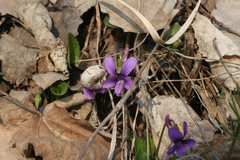 Viola irinae