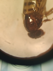Drosophilidae