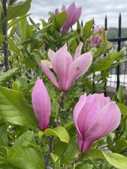 Magnolia