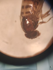 Drosophilidae