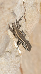 Liolaemus aparicioi