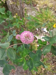 Trifolium pratense