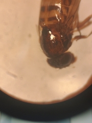 Drosophilidae
