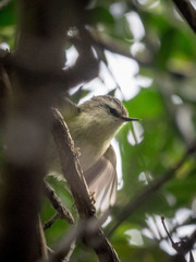 Acanthisitta chloris