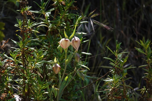 iNaturalist observation photo of White Globe Lily
